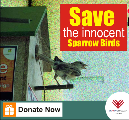 save the innocent sparrow birds